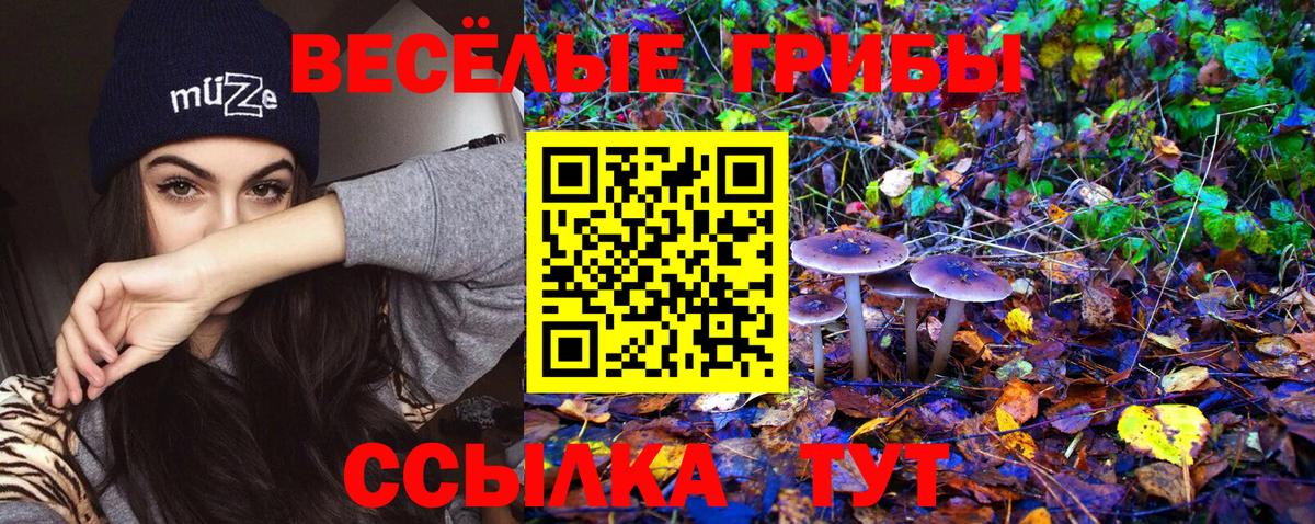 Бийск  Псилоцибиновые грибы мицелий  Вход с VPN  закладки  Псилоцибиновые грибы Cubensis 